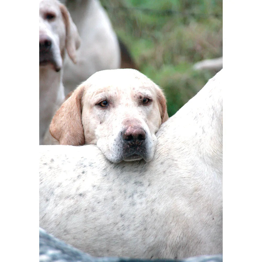 Kevin Milner Countryside Cards #style_time-to-go