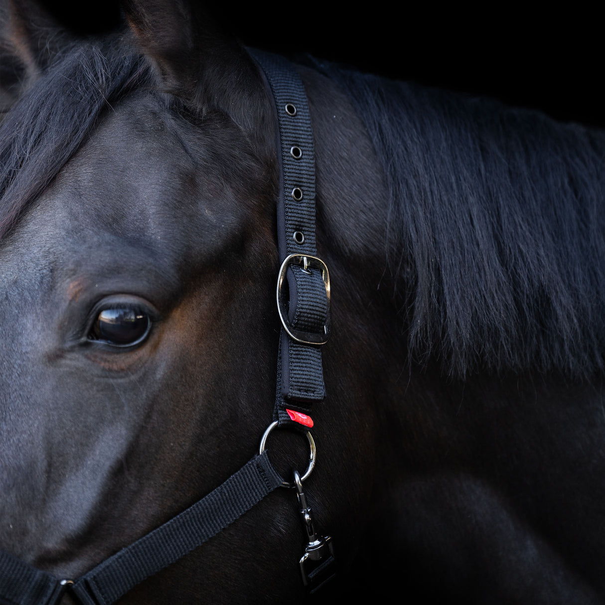 Imperial Riding Yearling Headcollar #colour_black