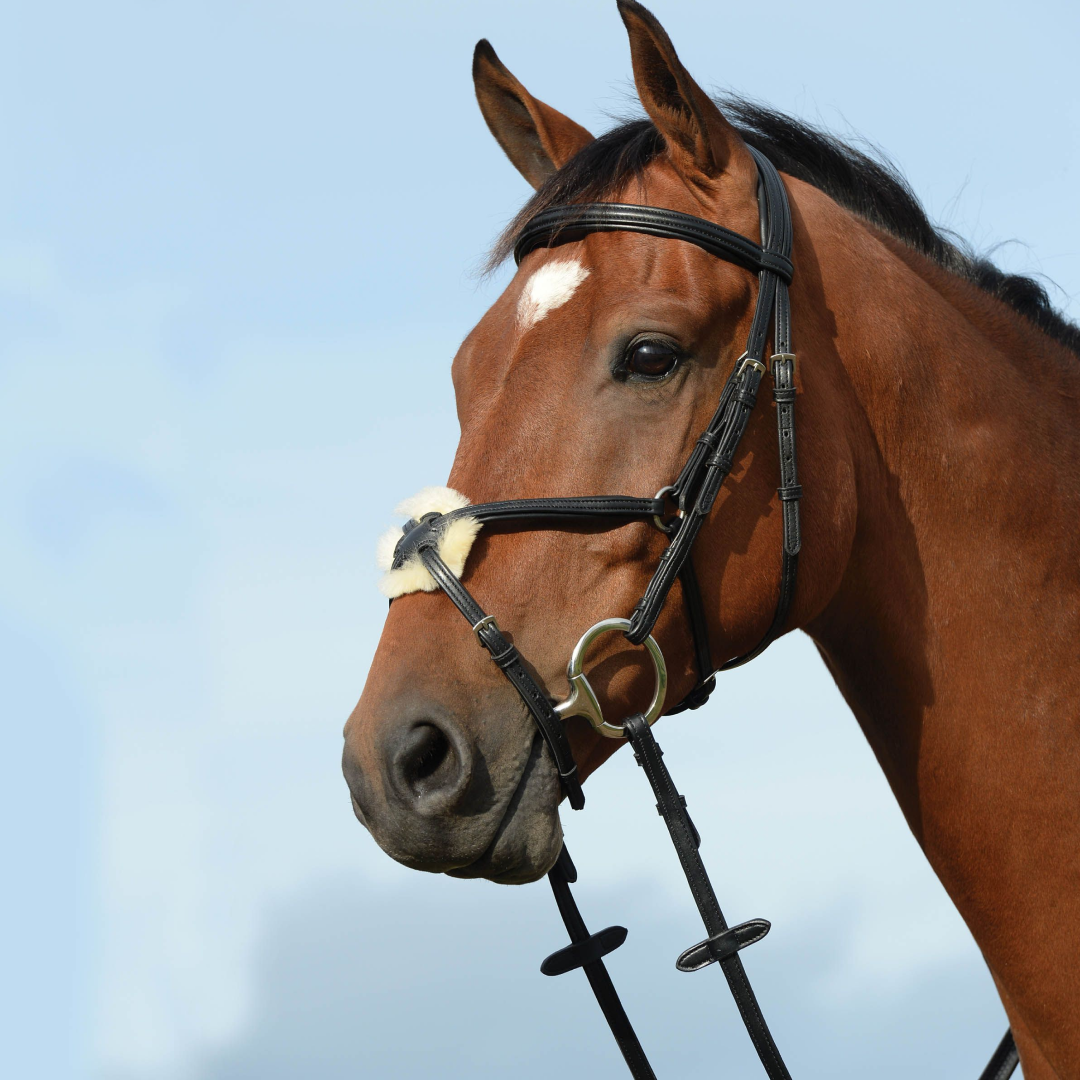 Collegiate Syntovia+ Raised Padded Figure 8 Bridle #colour_black