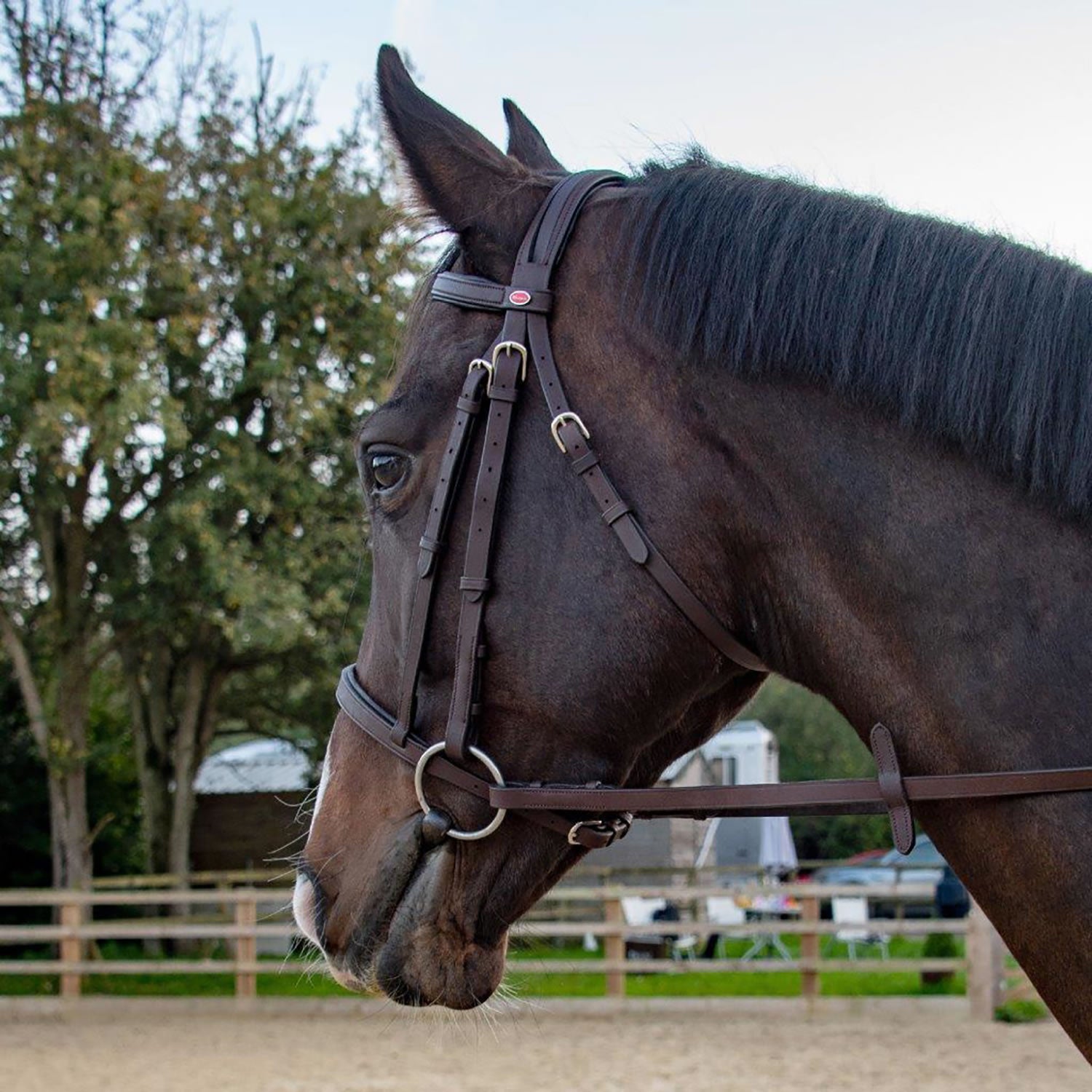 Whitaker Ready To Ride Snaffle Bridle #colour_havana