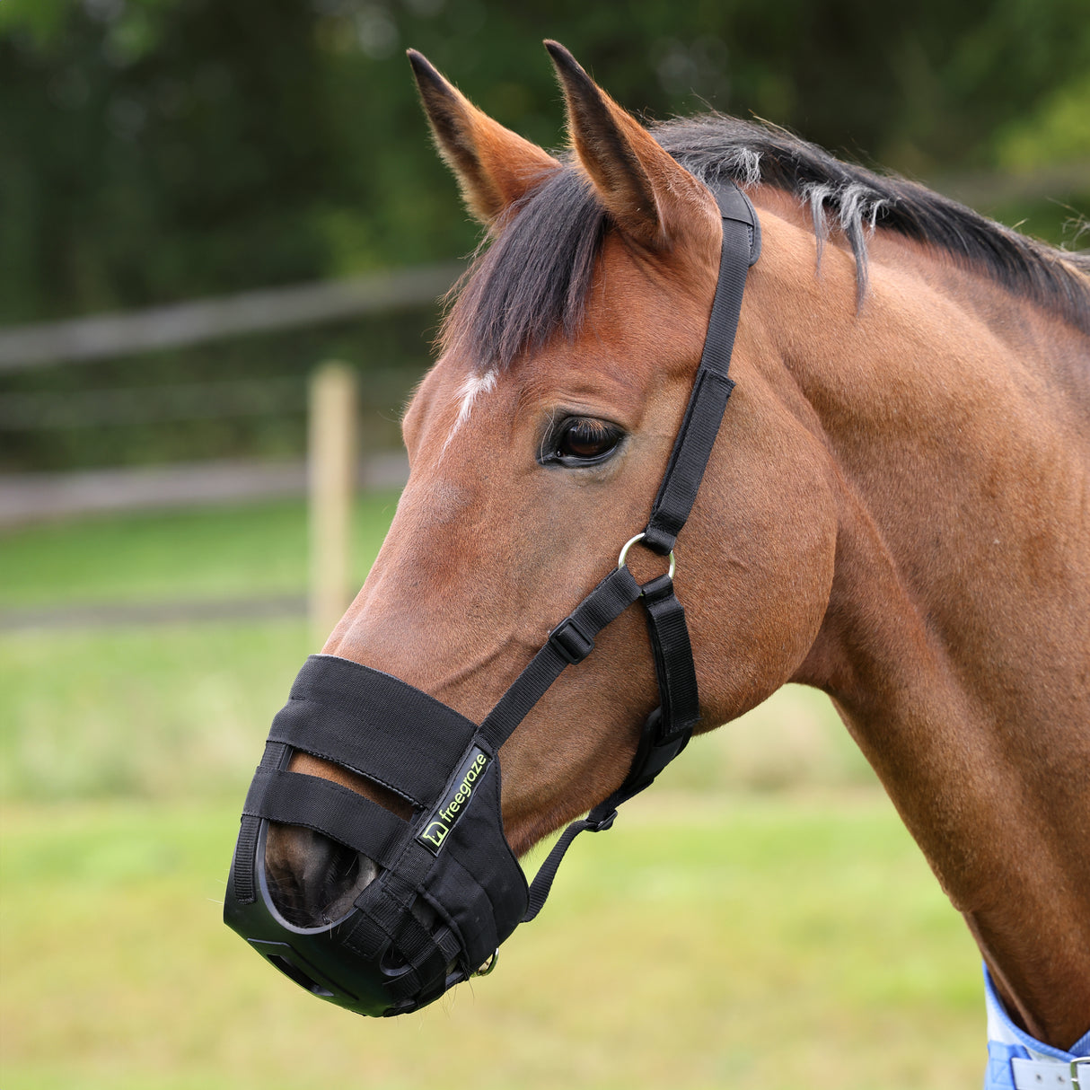 Shires FreeGraze AirFlow Grazing Muzzle #colour_black