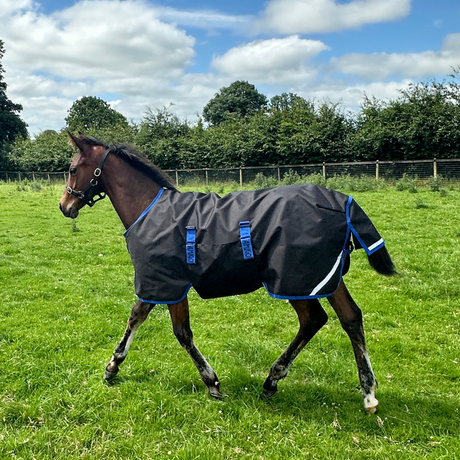 Horseware Ireland Amigo Ripstop 900D 200g Foal Turnout Rug #colour_black-classic-blue