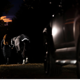 Horseware Ireland Amigo 1200D FieldSafe Reflectech Plus 100g Turnout Rug #colour_black-reflective-black