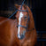 Shires Velociti RAPIDA Hunter Cavesson Bridle #colour_havana