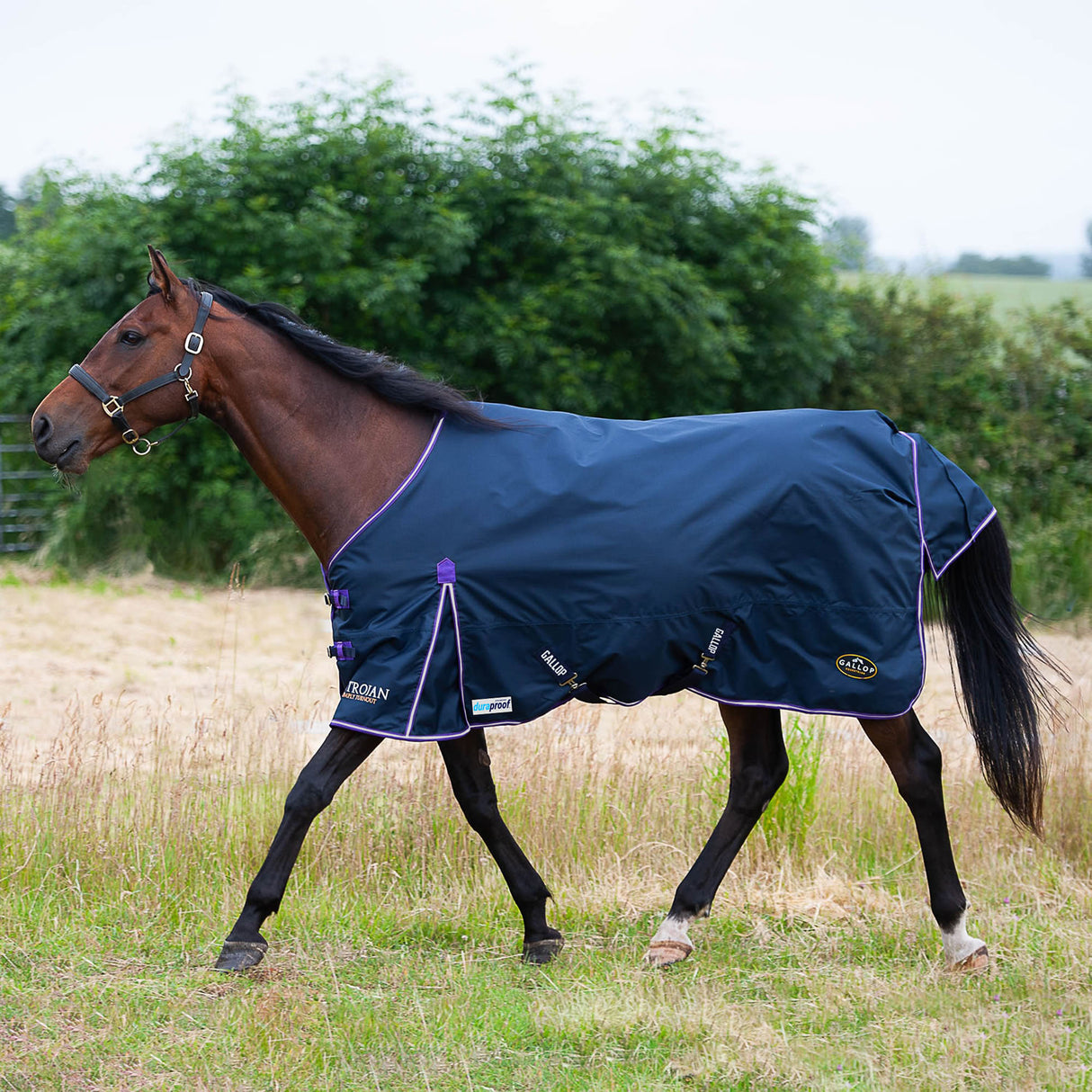 Gallop Ponie Duraproof 5-Point Standard Lightweight Turnout