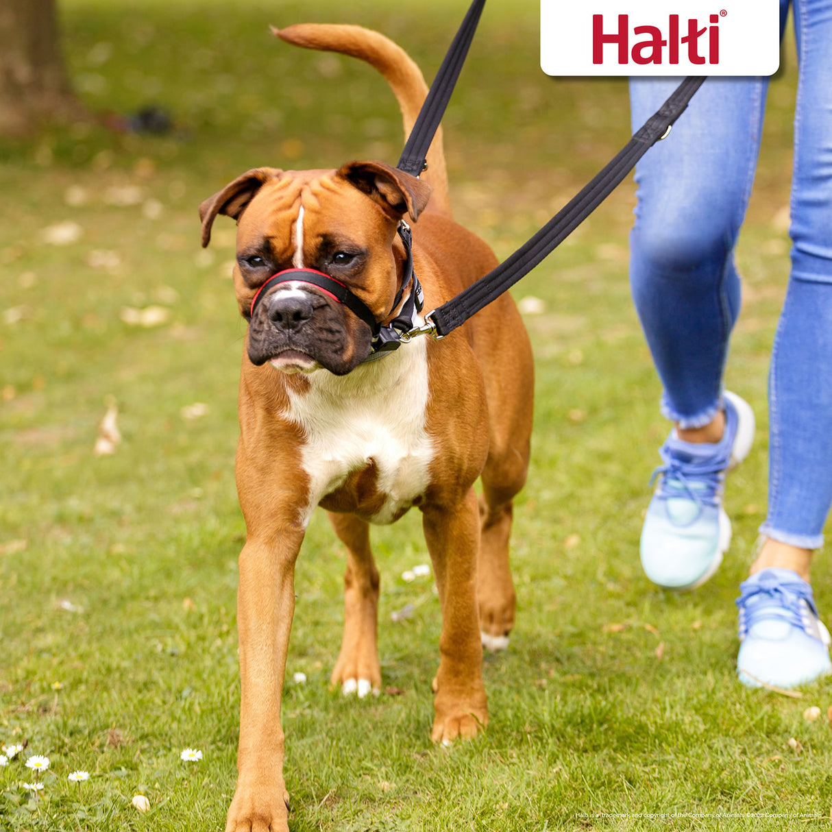 Halti Optifit HeadCollar