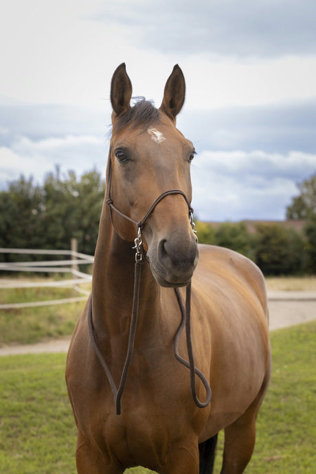 Norton Ethological Headcollar With Reins #colour_brown