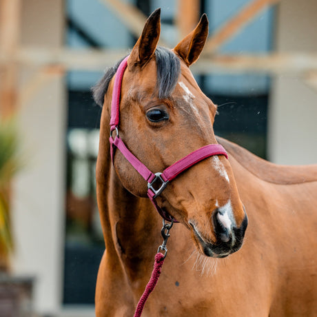 Horseware Ireland Amigo Headcollar & Leadrope Set #colour_mulberry