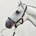 Mackey Economy Webbing Headcollar #colour_black