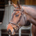 Shires Velociti Rapida Training Bridle #colour_havana