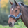 Shires Fleece Lined Headcollar #colour_black-grey