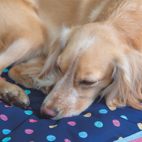 Shires Digby & Fox Waterproof Dog Bed #colour_tennis-balls