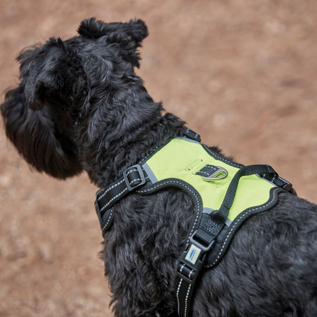 Weatherbeeta Anti Pull/Travel Harness #colour_black-yellow