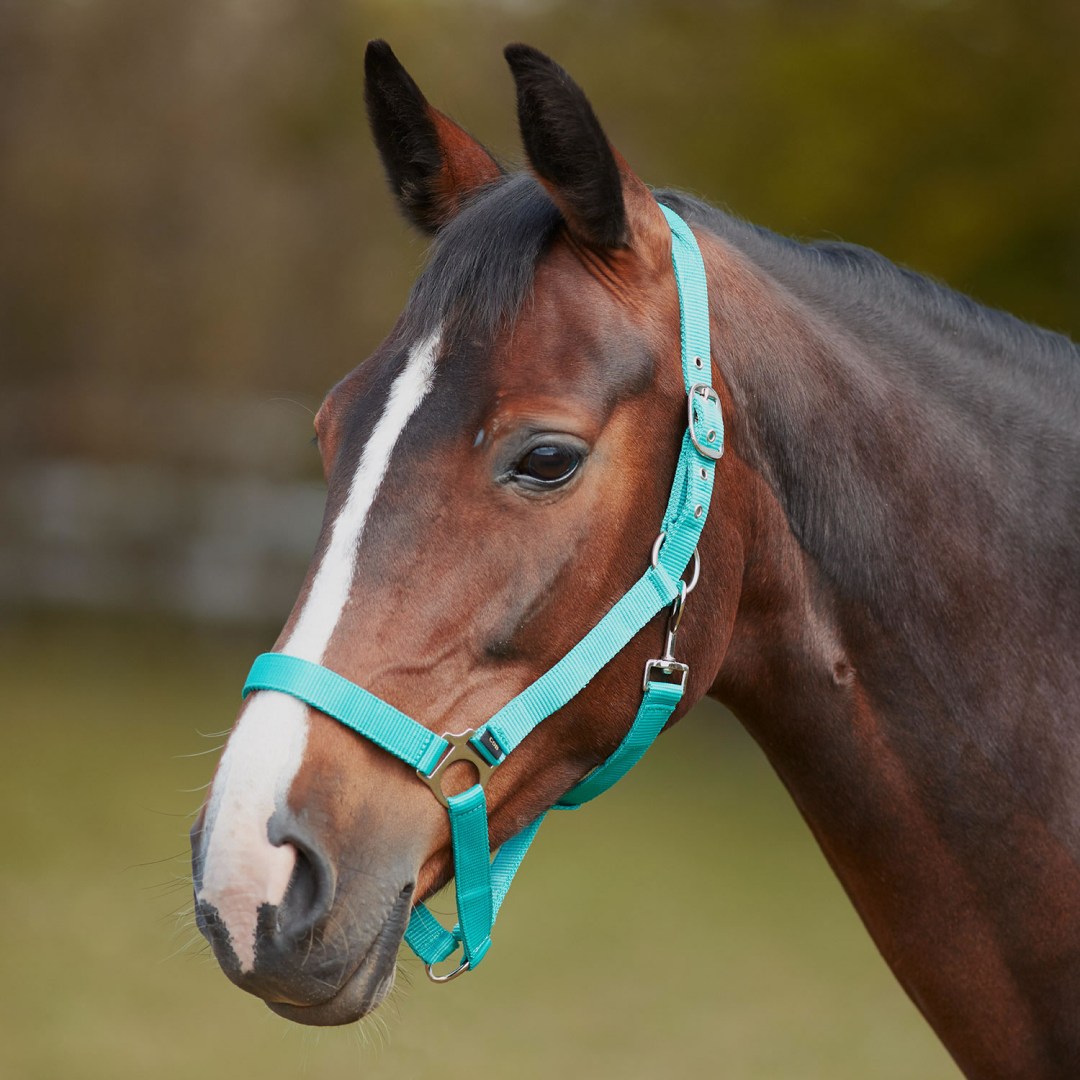 Bitz Economy Headcollar #colour_aqua